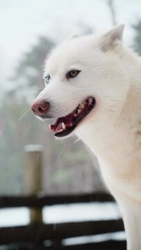 White Siberian husky with different eyes close-up.