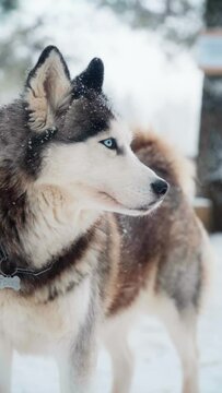 Cinematic shot of a Siberian husky close-up.