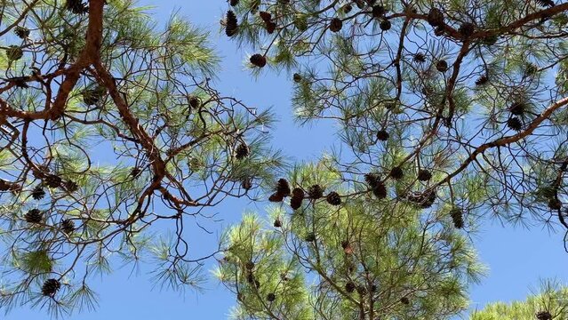 Bottom view footage of pine tree branches and crones captured in Aegean coast of Turkey. It is a sunny summer day.
