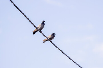 Palomas en cable