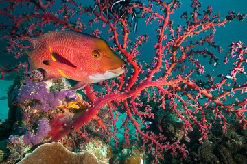 Colorful coral reef with red coral and fish.