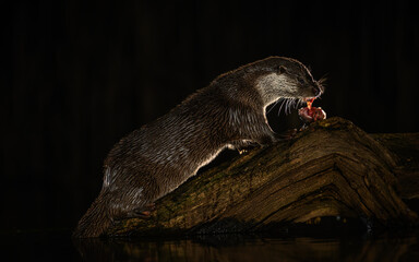 Otter with catch