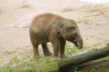 Fototapeta premium Piccolo elefante che mangia allo zoo di Praga