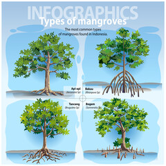 Vector illustration, infographic the most common types of mangrove found in Indonesia