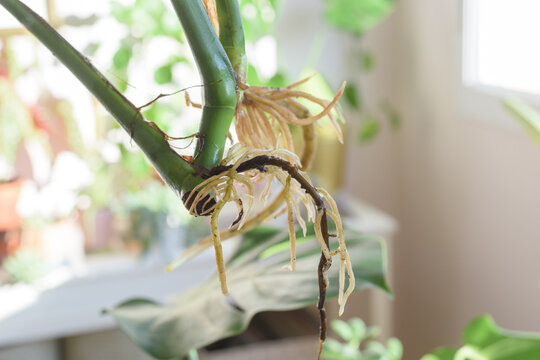 Primer plano de ra&iacute;z de monstera deliciosa.