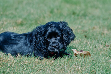 American Cocker Spaniel puppy outside laying in grass in yard with pig's ear chewy