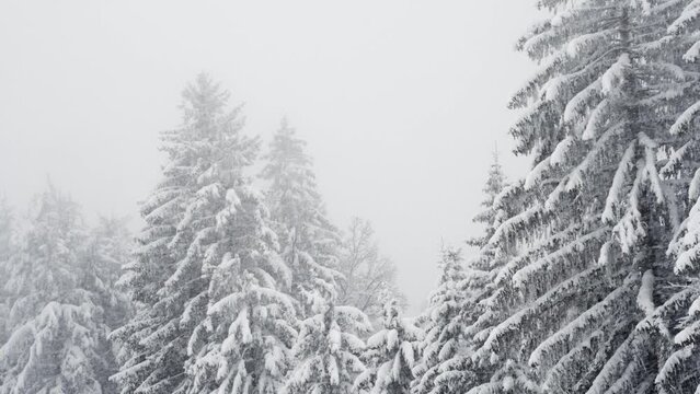 Schnee und Nebel im Wald.