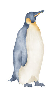 Watercolor Emperor Penguins. Hand drawn illustration isolated on white background. Drawing of Antarctic animal in pastel colors. Sketch of polar bird. Sketch for logo or icon. North character