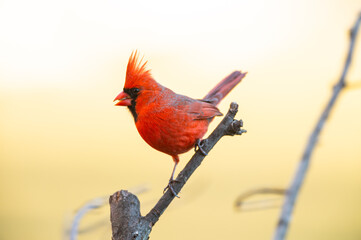 A male Northern Cardinal (Cardinalis cardinalis) perching on a tree with light background.