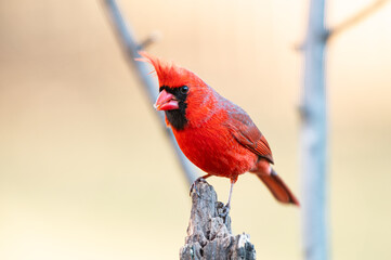 A male Northern Cardinal (Cardinalis cardinalis) perching on a tree with light background.