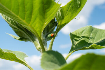 Ladybug on a Green Leaf