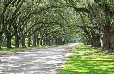 Road to Wormsloe historic site, Savannah, Georgia