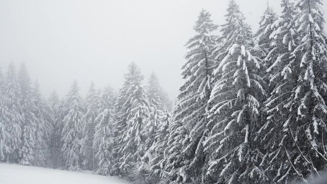 Waldrand im Nebel bei Schneesturm