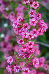 Fototapeta premium Weigela florida Bunge pink flower in the garden design macro shot.