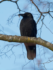 Rabenkrähe, Corvus corone