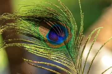 Keuken spatwand met foto peacock feather close up © Unbox The Experience