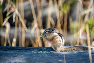 Wild chipmunk eating a blossom