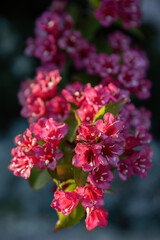 Weigela florida Bunge pink flower in the garden design macro shot.