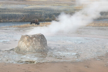 Beehive Geyser with Buffalo Yellowstone
