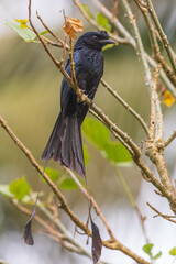 Fototapeta premium Greater racket-tailed drongo (Dicrurus paradiseus) at Munnar, Kerala, India.