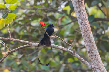 Greater racket-tailed drongo (Dicrurus paradiseus) at Munnar, Kerala, India.
