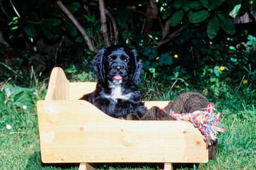 American Cocker Spaniel puppy sitting in wooden basinet outside with blanket and toy - obrazy, fototapety, plakaty