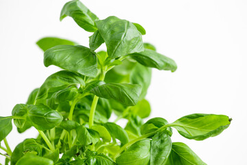 fresh basil isolated on white