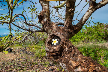 Fototapeta na wymiar Single Plumeria Flower in a Dead Tree During Winter in Hawaii