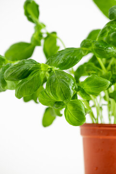fresh basil leaves in a bowl