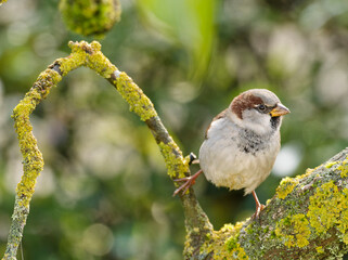Haussperling, Passer domesticus