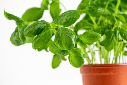 fresh basil in a pot