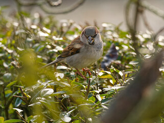 Haussperling, Passer domesticus