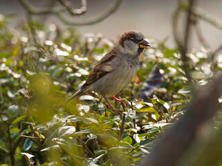 Haussperling, Passer domesticus