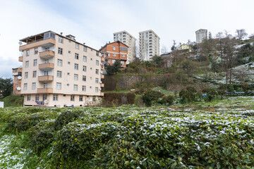 Trabzon, Turkey. Residential houses and tea plantations on a daytime