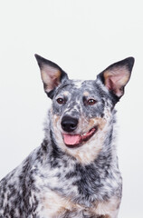 Australian Cattle Dog smiling in front of white background