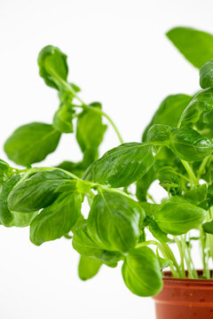 fresh basil in a bowl