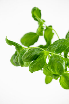fresh basil leaves