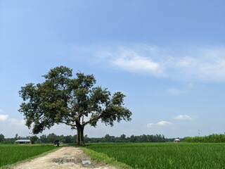 tree in the field