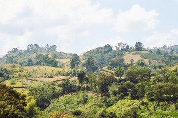 Fototapeta na wymiar Beautiful coffee landscape in Chinchiná Caldas.