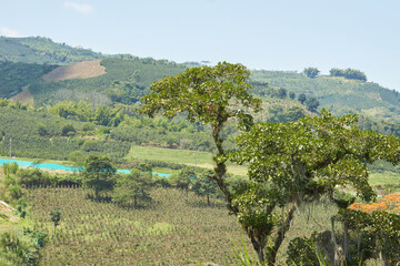 Fototapeta na wymiar Overview of the coffee zone in Chinchiná Caldas, Colombia.