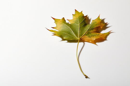 Fototapeta Maple leaf in autumn colors