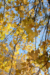 Juicy and bright autumn foliage against the blue sky