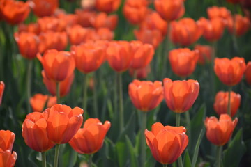 field of tulips