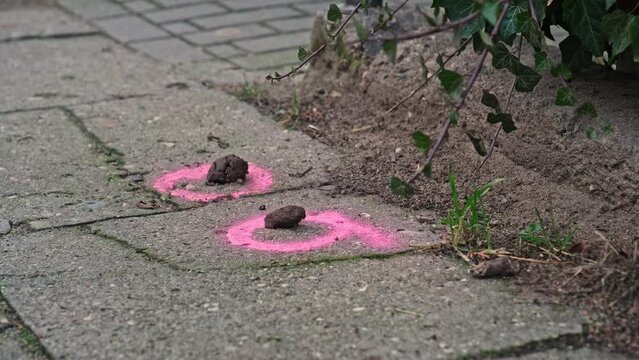 Dog Poop Left Uncleaned on Sidewalk Marked with Pink Spray Paint
