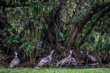 Wild Turkeys in Shade in Hawaii