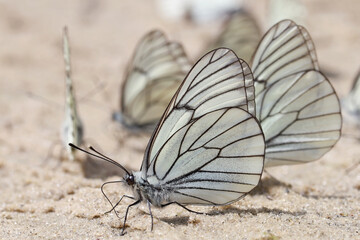 White butterflies with black veins (Aporia crataegi), drink water on wet sand. 