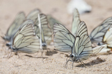 White butterflies with black veins (Aporia crataegi), drink water on wet sand. 