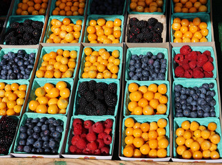 colorful berries