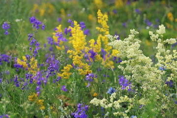 Picturesque view of a blooming meadow with different summer wild flowers. Many different flowers and plants create a unique picture of joy and tranquility. 
