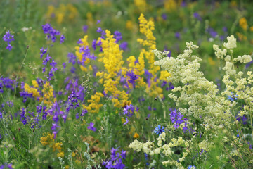 Obraz premium Picturesque view of a blooming meadow with different summer wild flowers. Many different flowers and plants create a unique picture of joy and tranquility. 